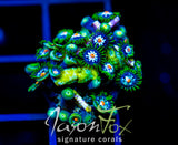 JF STARGAZERS ZOAS