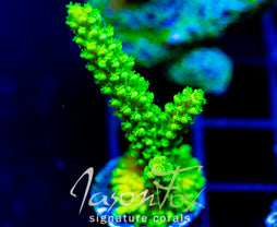 GREEN SLIMER ACRO