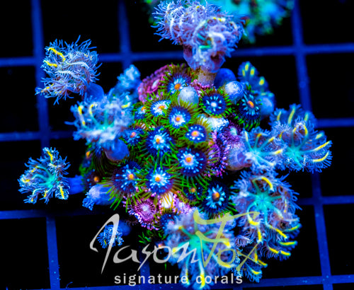 JF ZOA BOUQUET XXL FRAG