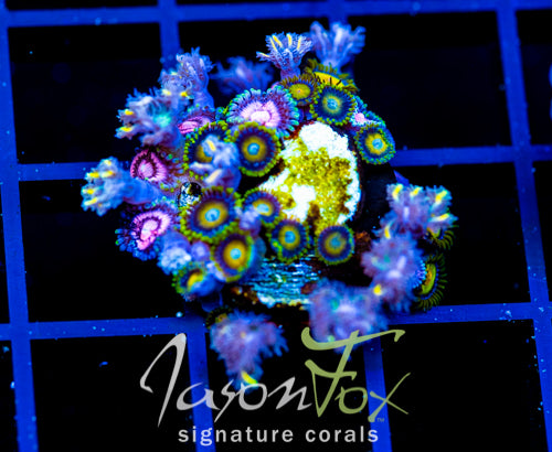 JF BLITZED ZOAS COMBO
