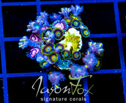 JF BLITZED ZOAS COMBO