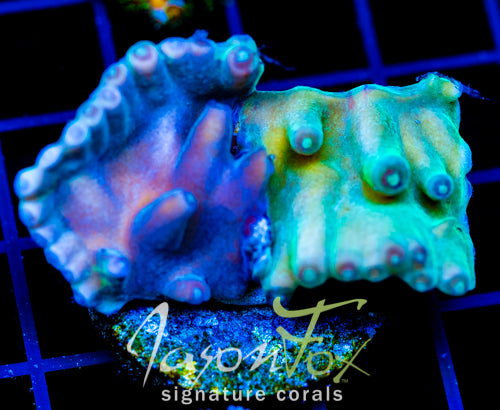 JF GRAFTED HERO TURBINARIA 2"