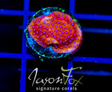 JF SCARLET FEVER STYLO
