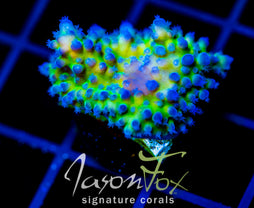 JF FRANKIES KRYPTONITE ACRO