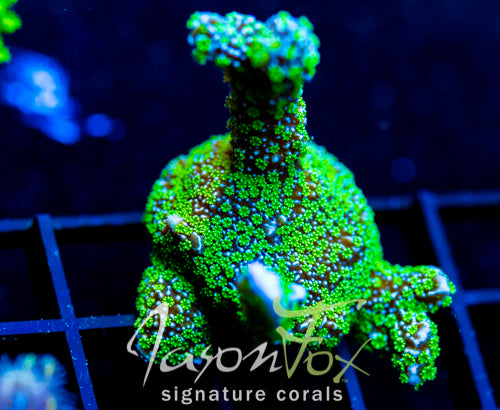 TUBS MONTI STELATTA XXL FRAG