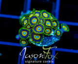 JF AUSSIE SCAMBLED EGG ZOAS