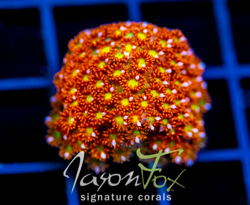 JF KALEIDOSCOPE GONI