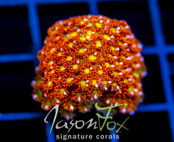 JF KALEIDOSCOPE GONI