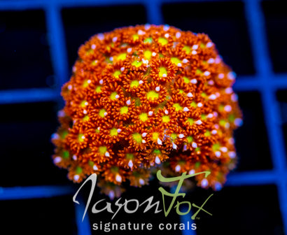 JF KALEIDOSCOPE GONI