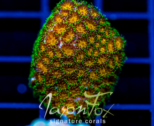 JF ELUSIVE ORANGE LEPTASTREA