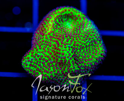 JF SPECIAL PORITES