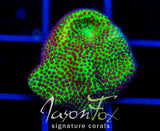 JF SPECIAL PORITES