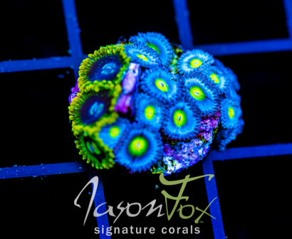 WWC AOI ZOAS COMBO