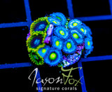 WWC AOI ZOAS COMBO