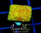 JF SUNSPOT PSAMMOCORA