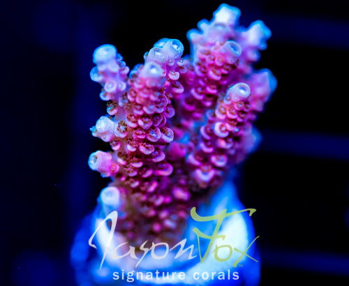 JF SOLAR FLARE MILLE