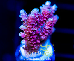 JF SOLAR FLARE MILLE