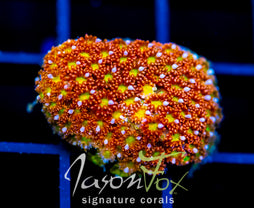 JF KALEIDOSCOPE GONI