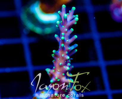 JF KAMIKAZE ACRO