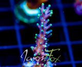 JF KAMIKAZE ACRO