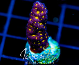 JF OUTER SPACE PSAMMACORA