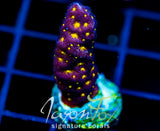 JF OUTER SPACE PSAMMACORA