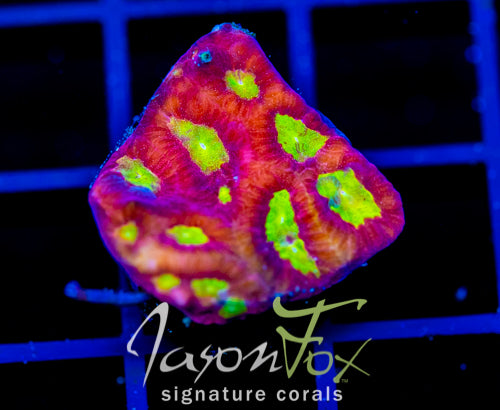 WWC BLOOD DIAMOND FAVIA