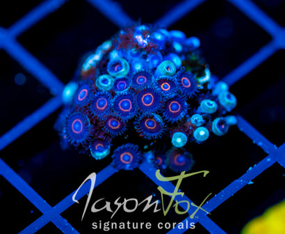 JF CRAZY EYES ZOAS
