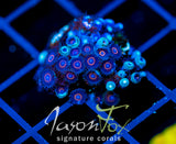 JF CRAZY EYES ZOAS