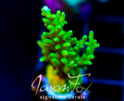 JF GREEN DRAGON ACRO