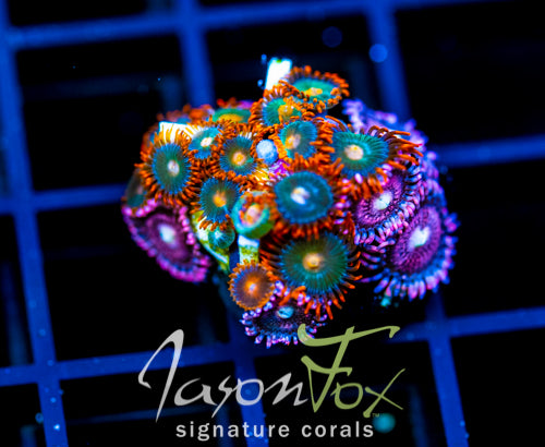 JF GATORAIDES ZOAS COMBO