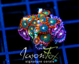 JF GATORAIDES ZOAS COMBO