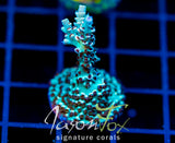 JF CITRONELLA ACRO