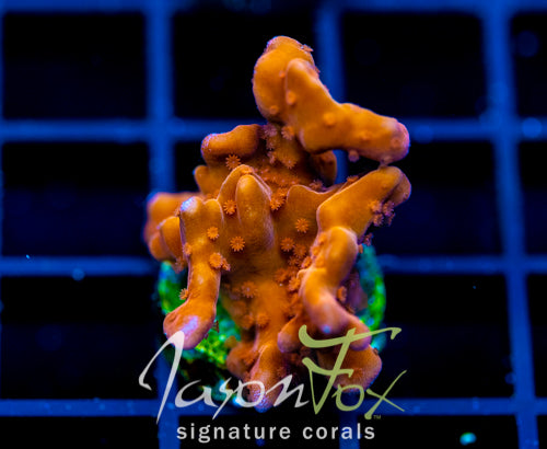 JF BLACK LIGHT SETOSA