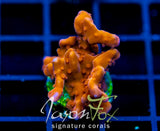 JF BLACK LIGHT SETOSA