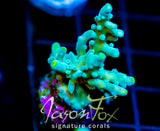 JF RADIANT STAG XL FRAG