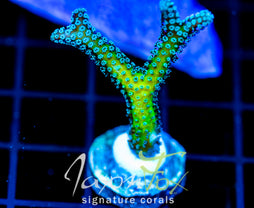 JF ENCHANTED FOREST BN