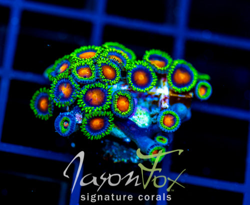 JF DRAGON EYES ZOAS
