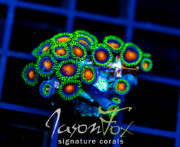 JF DRAGON EYES ZOAS