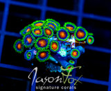 JF DRAGON EYES ZOAS