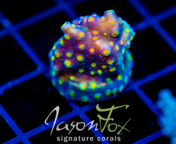 JF PARTY CRASHER CYPHASTREA