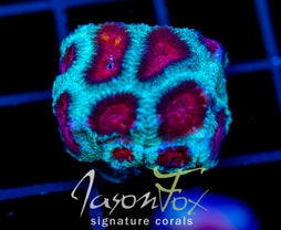 JF FIERY RED FAVIA