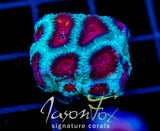 JF FIERY RED FAVIA