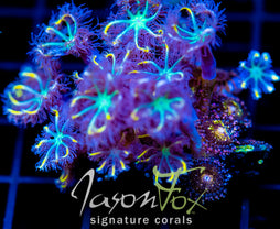 JF YELLOW INFUSED RAINBOW CLOVES  XL FRAG