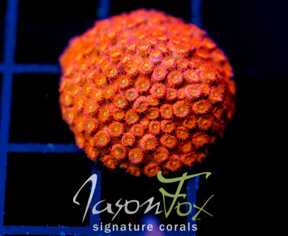 JF AGENT ORANGE CYPHASTREA