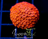 JF AGENT ORANGE CYPHASTREA