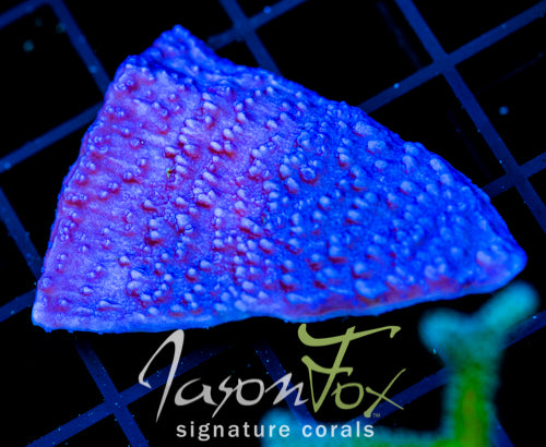 JF PURPLE CAP XL FRAG