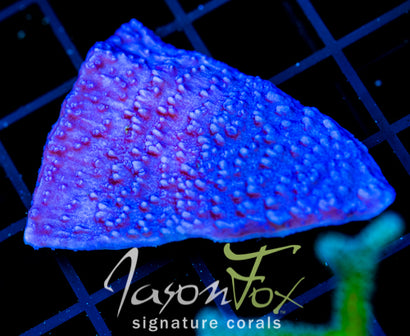 JF PURPLE CAP XL FRAG