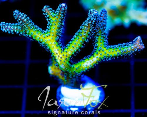 JF ENCHANTED FOREST BN XL FRAG