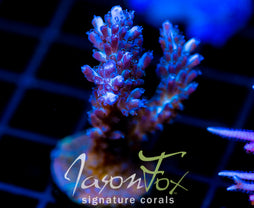ORA PEARLBERRY ACRO XXL FRAG